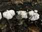 Hasadtlemezű gomba (Schizophyllum commune), Őrség